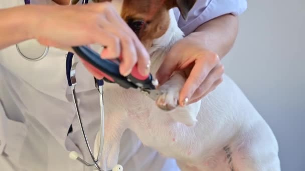 Μια γυναίκα γιατρός κόβει τα νύχια ενός φοβισμένου σκύλου Τζακ Ράσελ Τεριέ. — Αρχείο Βίντεο