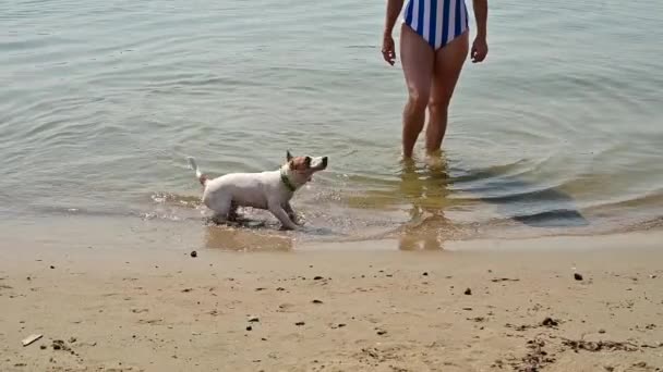 El perro sale del río y sacude el agua. Movimiento lento. — Vídeos de Stock