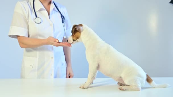 A médica dá um comprimido ao Jack Russell Terrier. O cão come vitaminas das mãos do veterinário — Vídeo de Stock