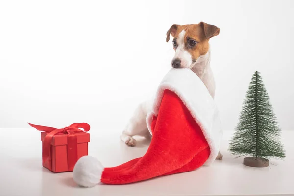 Mądry pies Jack Russell Terrier trzyma w ustach kapelusz Świętego Mikołaja. Wesołych Świąt — Zdjęcie stockowe