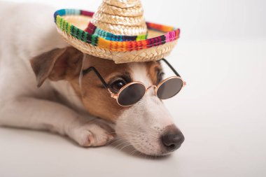 Jack Russell Terrier köpek portresi. Güneş gözlüğü ve sombrero takıyor..