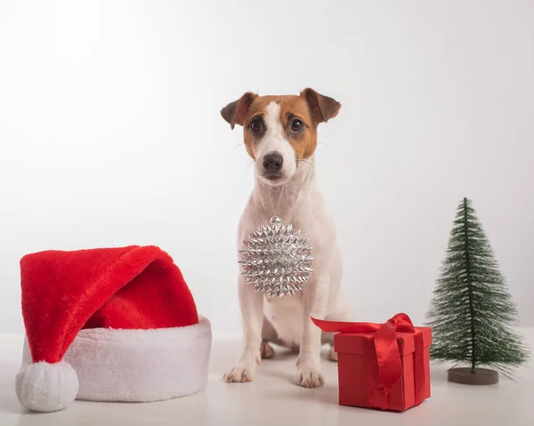 Smart dog jack russell terrier holds a christmas decoration in its mouth on a white background — Stock Photo, Image