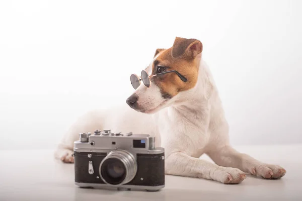 Portret psa Jack Russell Terrier w okularach przeciwsłonecznych z klasycznym aparatem fotograficznym na białym tle — Zdjęcie stockowe