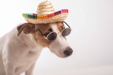 Jack Russell Terrier köpek portresi. Güneş gözlüğü ve sombrero takıyor..