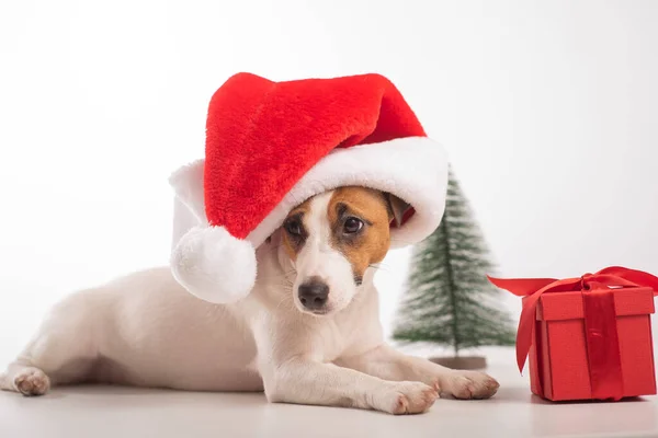 Mądry pies Jack Russell Terier w czapce Świętego Mikołaja. Wesołych Świąt — Zdjęcie stockowe