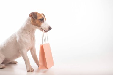 Beyaz arka planda ağzında pembe bir kese kağıdı tutan köpek Jack Russell Terrier 'ın portresi. Boşluğu kopyala.