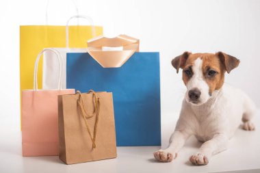 Jack Russell Terrier köpeği beyaz arka planda farklı kağıt torbaların yanında yatıyor. İndirim sezonu.