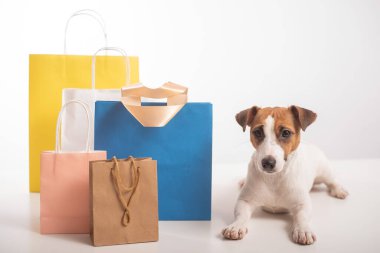 Jack Russell Terrier köpeği beyaz arka planda farklı kağıt torbaların yanında yatıyor. İndirim sezonu.