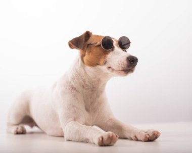 Jack Russell Terrier köpek portresi. Beyaz arka planda güneş gözlüğü takıyor.