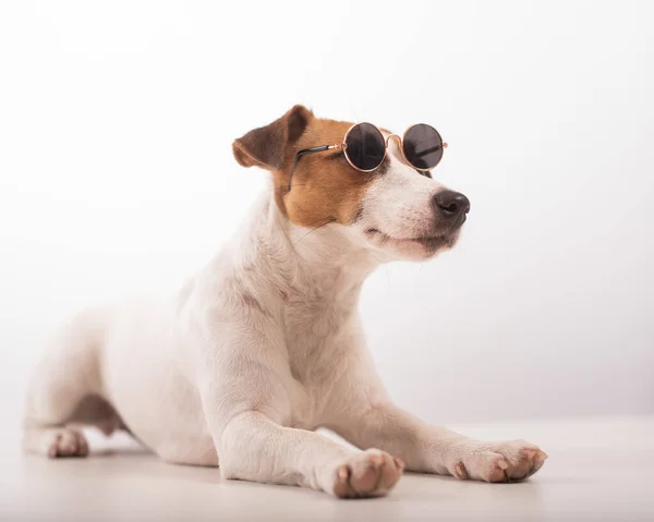 Jack russell terrier cão retrato em óculos de sol sobre fundo branco — Fotografia de Stock