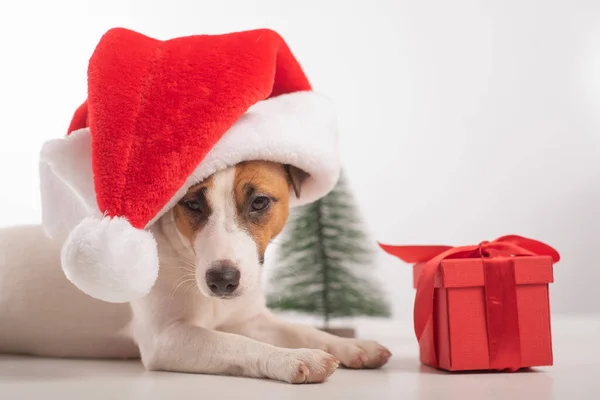 Slimme hond Jack Russell terriër met kerstman hoed. Vrolijk kerstfeest — Stockfoto