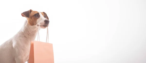 Retrato de gato perro russell terrier sosteniendo una bolsa de papel rosa en la boca sobre un fondo blanco. Copiar espacio. Pantalla panorámica — Foto de Stock