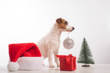 Akıllı köpek Jack Russell Terrier 'ın ağzında beyaz bir arka planda noel süsü var.