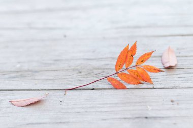 Tahtada kırmızı rowan yaprağı.