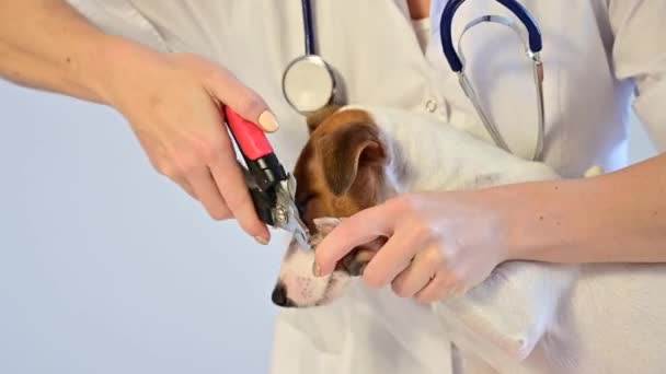 Un medico donna taglia gli artigli di un cane spaventato Jack Russell Terrier — Video Stock