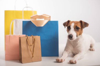 Jack Russell Terrier köpeği beyaz arka planda farklı kağıt torbaların yanında yatıyor. İndirim sezonu.