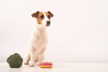 Köpek Jack Russell Terrier yiyecek seçimi. Yiyecek alışkanlıkları