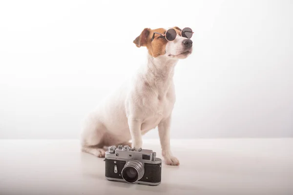 Portrait of Jack Russell Terrier dog wearing in sunglasses with a classic photo camera on a white background — Stock Photo, Image