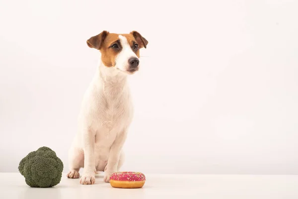 Dog jack russell terrier escolha de comida. Hábitos alimentares — Fotografia de Stock