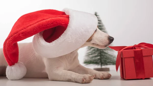 สุนัขในสตูดิโอบนพื้นหลังสีขาวก่อนคริสต์มาส ซานต้า ผู้ช่วยตัวน้อย — ภาพถ่ายสต็อก