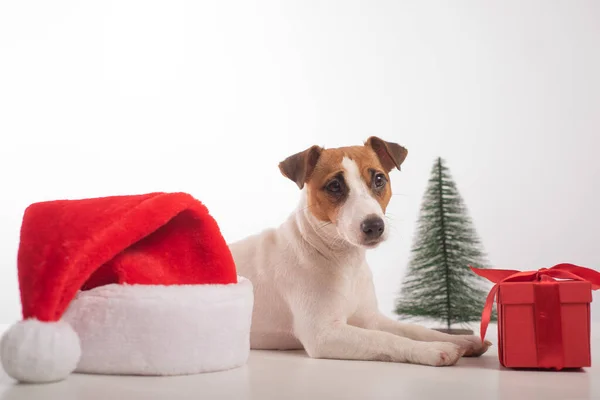 Собака джек-російський тер'єр готується до Різдва . — стокове фото