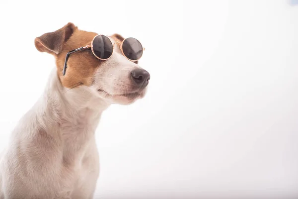 Retrato de um cão em óculos de sol em um fundo branco. — Fotografia de Stock