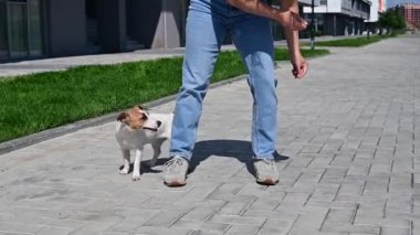 Köpek sahibi ile oynar. Jack Russell Terrier sekiz figürlü egzersiz yapıyor..