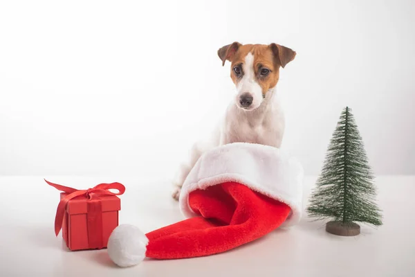 Pies Jack Russell Terrier przygotowuje się na Boże Narodzenie. — Zdjęcie stockowe