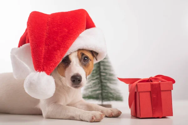 Mądry pies Jack Russell Terier w czapce Świętego Mikołaja. Wesołych Świąt — Zdjęcie stockowe