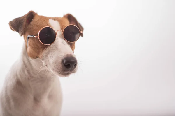 Retrato de un perro en gafas de sol sobre un fondo blanco. — Foto de Stock