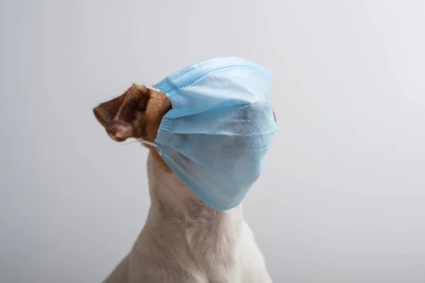 Pes v masce chrání před koronavirem — Stock fotografie