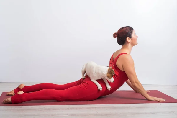 En kvinna i röd overall utövar yoga med en hund. En flicka står i en pose av en hund, munkorg uppåt på en vit bakgrund — Stockfoto