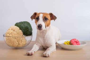 Köpek yemeği seçer. Jack Russell Teriyer brokoli tabakları, karnabahar ve çörekler arasında.