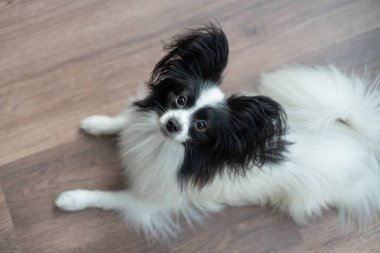 Karanlık ahşap zeminde komik çoban köpeği. Papillon köpek kelebeği