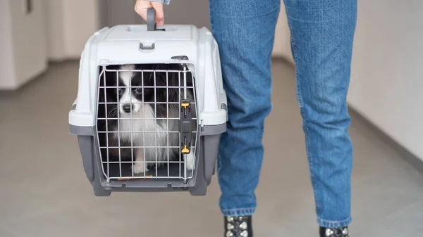 A woman is holding a travel cage with a dog inside. Holidays with a pet. Papillon dog butterfly.