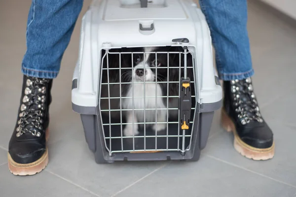 A woman is holding a travel cage with a dog inside. Holidays with a pet. Papillon dog butterfly.