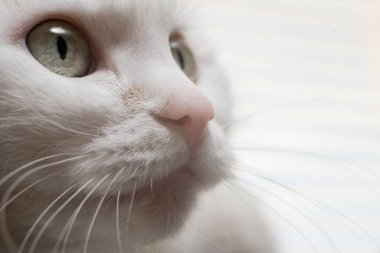 Beyaz bir kedinin yüzüne yakın çekim