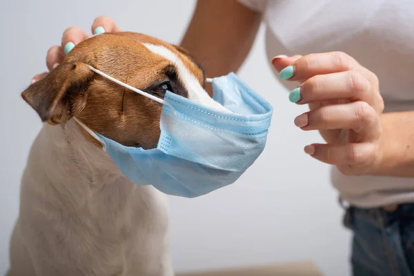 Uma mulher coloca uma máscara médica em um cão — Fotografia de Stock