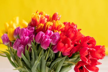 Sarı arka planda bir kucak dolusu renkli lale. 8 Mart 'ta bir kadın için büyük bir buket.