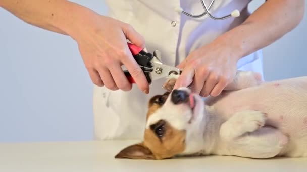 O femeie doctor taie ghearele unui câine speriat Jack Russell Terrier — Videoclip de stoc