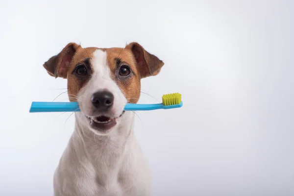 Okos kutya Jack Russell terrier tartja a kék fogkefét a szájában, fehér alapon. Háziállatok szájhigiéniája — Stock Fotó