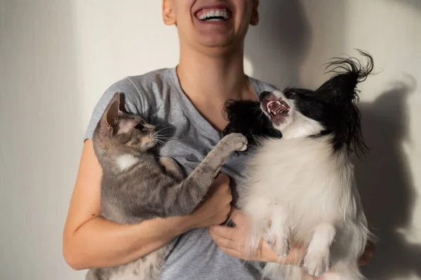 Een hond en een kat vechten in de handen van een jonge vrouwelijke eigenaar. Papillon en Brush Sphinx spelen — Stockfoto