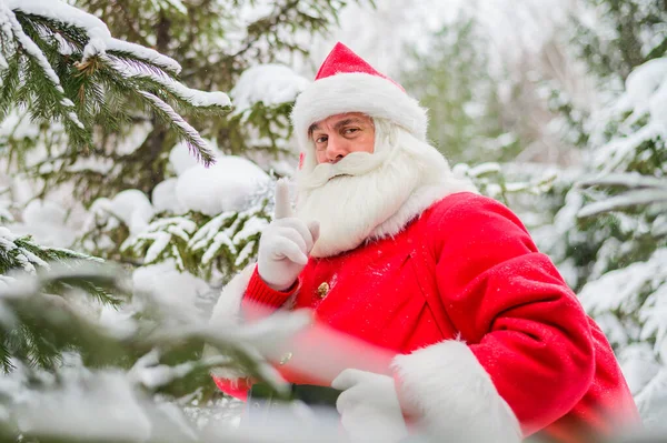 Удивленный Санта-Клаус прогуливается по заснеженному хвойному лесу на Северном полюсе Лапландии. Счастливого Рождества. Открытка. — стоковое фото