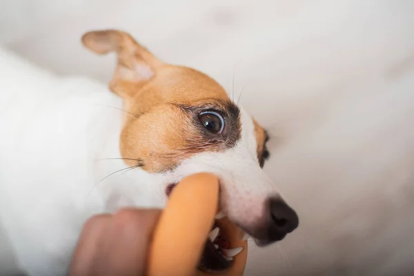 The dog is pulling a rubber toy. Top view of jack russell terrier playing with the owner. — Stock Photo, Image