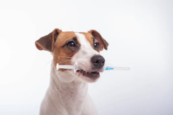 Маленький пес Джек Рассел Терьер со шприцем во рту на белом фоне — стоковое фото