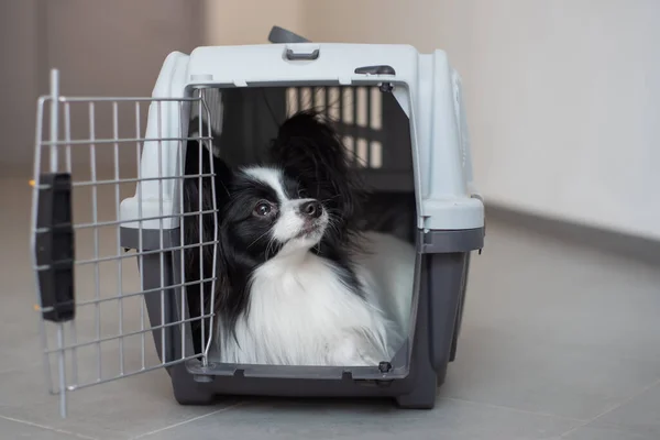 안 전한 여행을 위해 상자 안에 개를 넣어 둔다. 애완 동물 수송용 우리에 있는 피용 — 스톡 사진