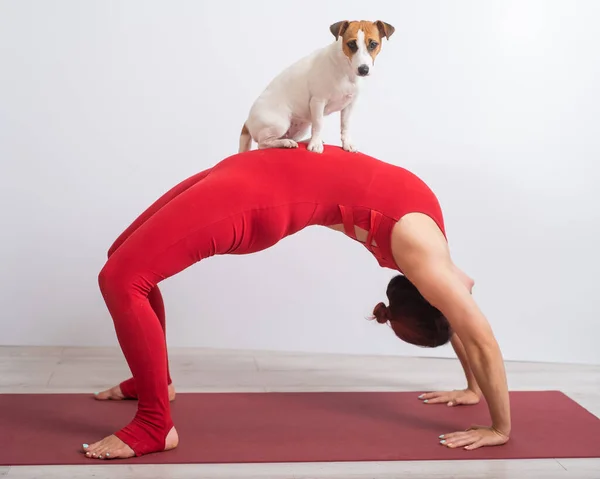 Kvinna på bryggan poserar med hund. Flicka gör yoga med sitt husdjur. — Stockfoto