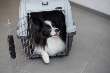 Güvenli yolculuk için kutuda bir köpek. Papillon evcil hayvan nakliye kafesinde