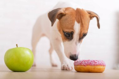 Jack Russell Terrier ne yiyeceğine karar verir. Donut ve yeşil elma. Köpeğin yemek alışkanlıkları.