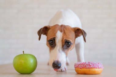 Jack Russell Terrier ne yiyeceğine karar verir. Donut ve yeşil elma. Köpeğin yemek alışkanlıkları.